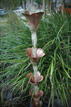 Copper Cast Flower 2.0