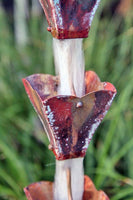 Petal Top Cup S