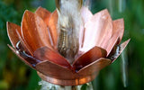 Water Lilly